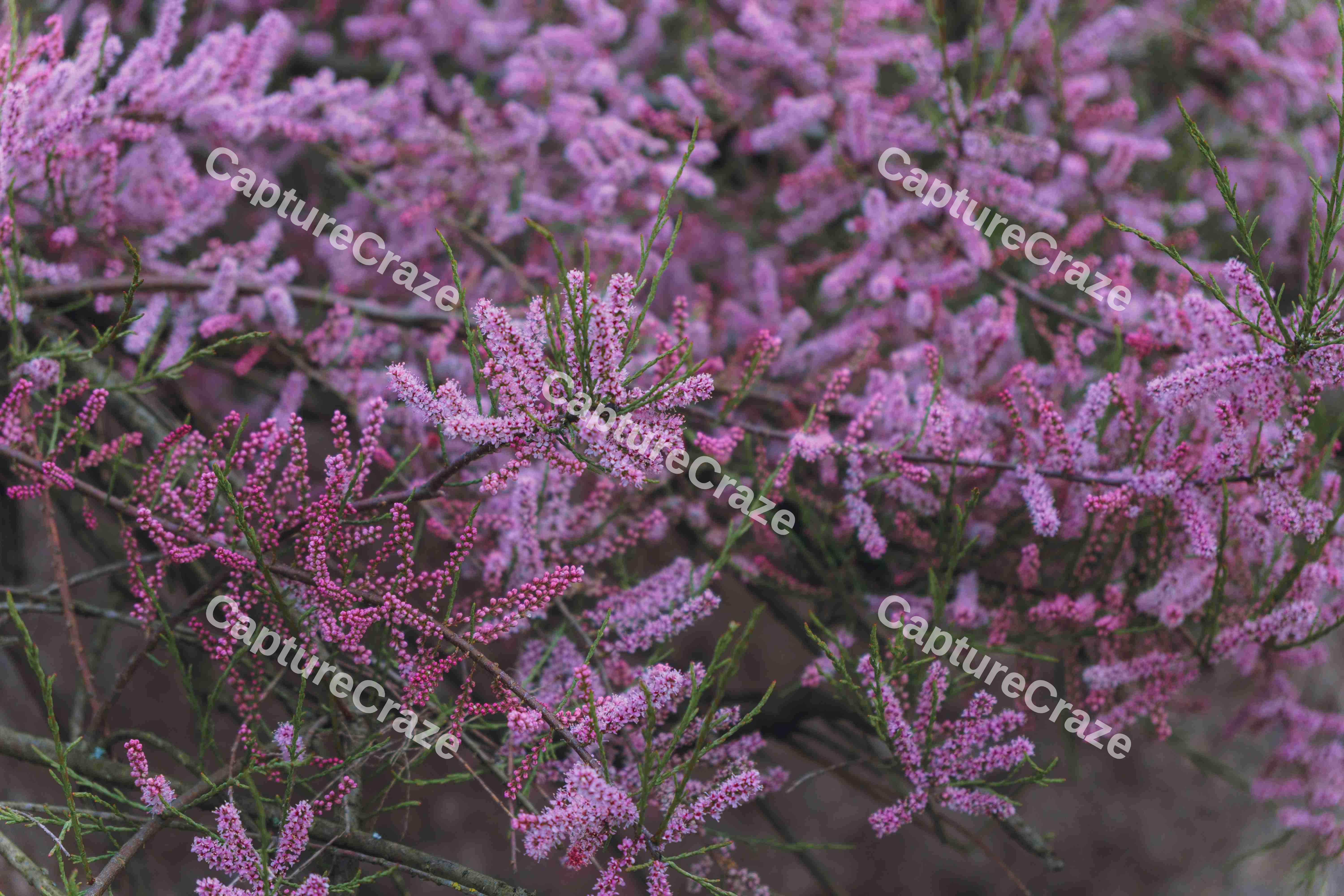 Tamarix Ramosissma